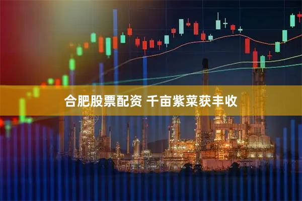 合肥股票配资 千亩紫菜获丰收