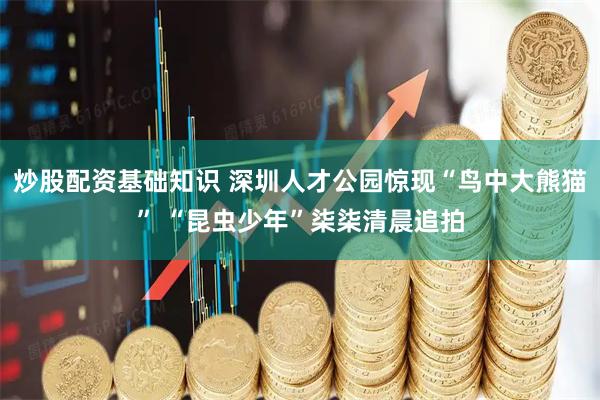 炒股配资基础知识 深圳人才公园惊现“鸟中大熊猫” “昆虫少年”柒柒清晨追拍